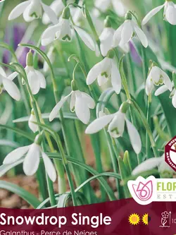 Florissa Galanthus Snowdrop Single