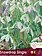 Florissa Galanthus Snowdrop Single