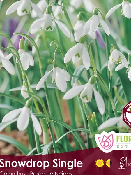 Florissa Galanthus Snowdrop Single