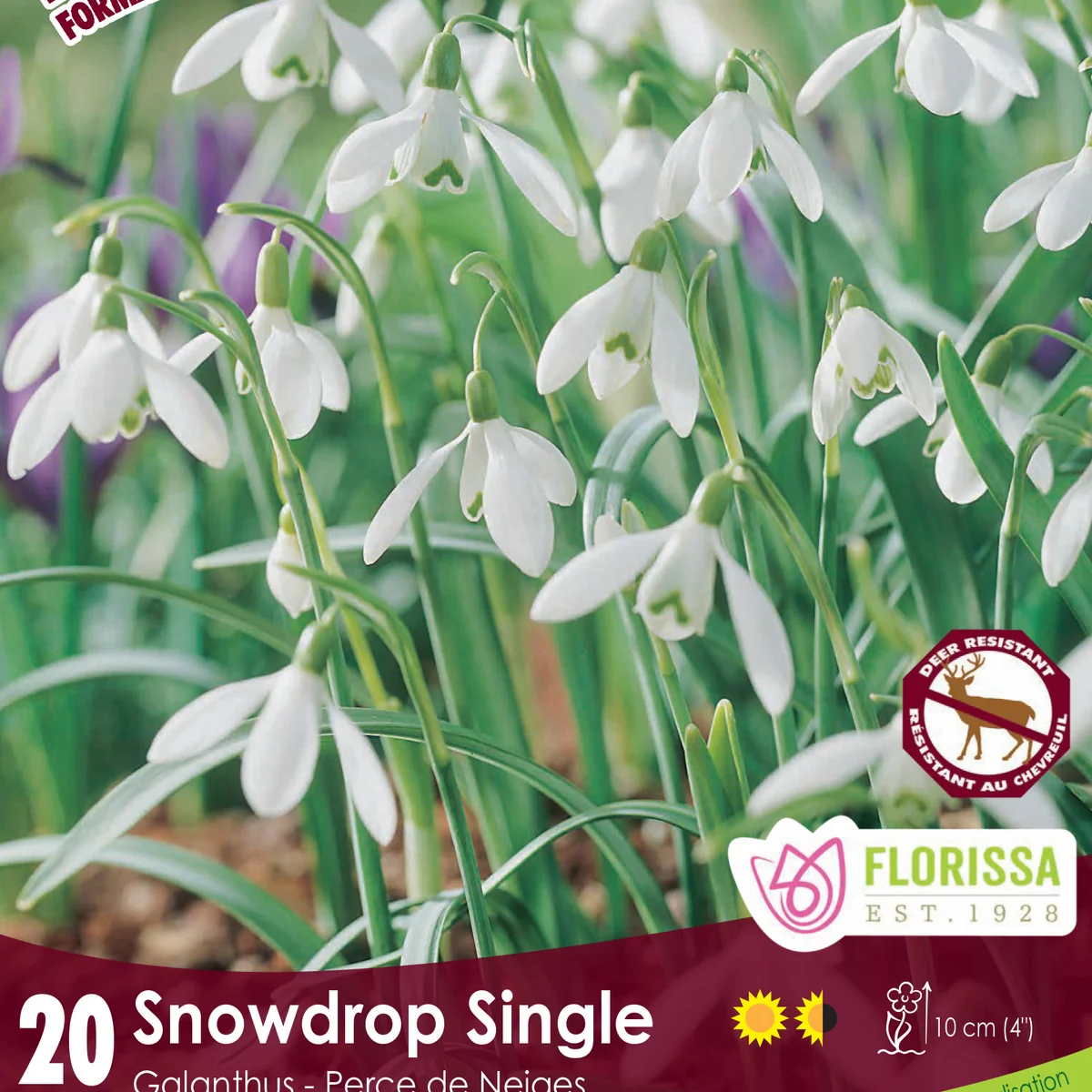 Florissa Galanthus Snowdrop Single