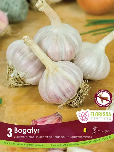Florissa Garlic Bogatyr