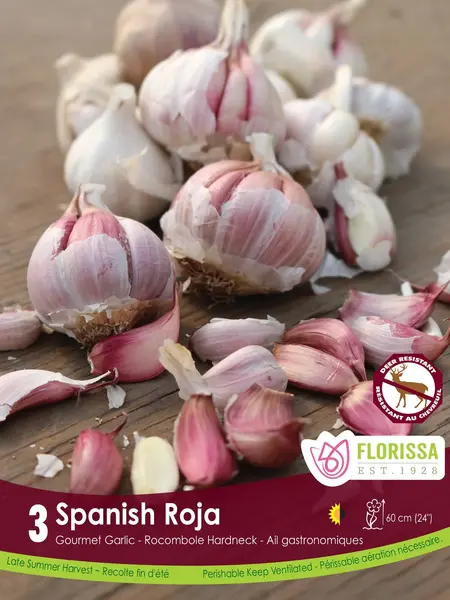 Florissa Garlic Nov. Spanish Roja