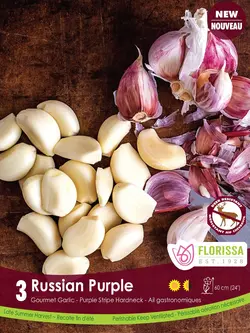 Florissa Garlic Russian Purple Tops