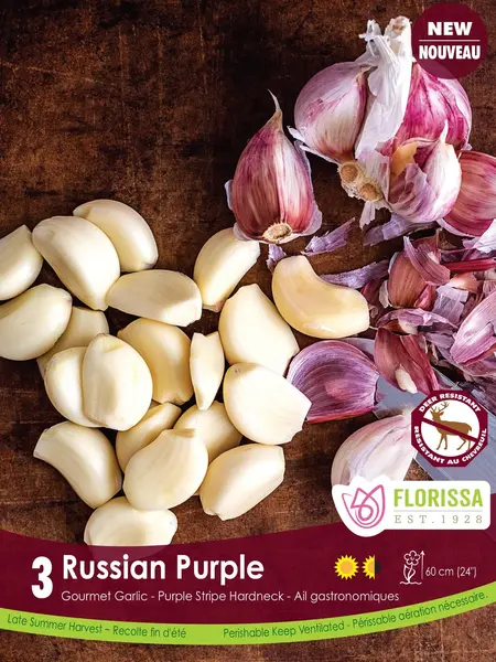 Florissa Garlic Russian Purple Tops
