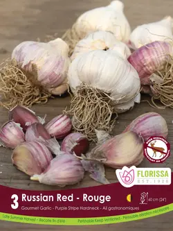 Florissa Garlic Russian Red Tops
