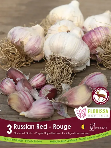 Florissa Garlic Russian Red Tops