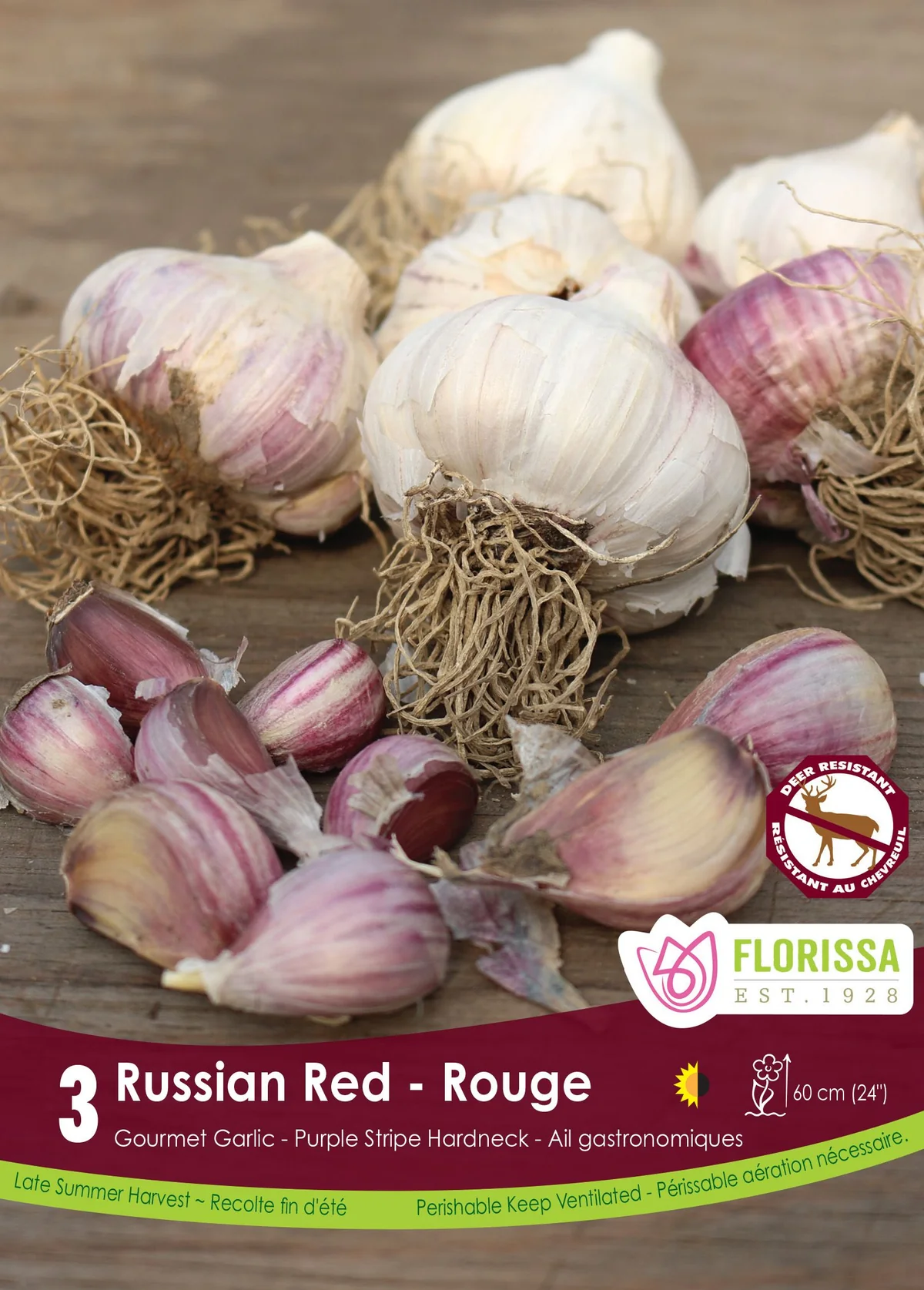 Florissa Garlic Russian Red Tops