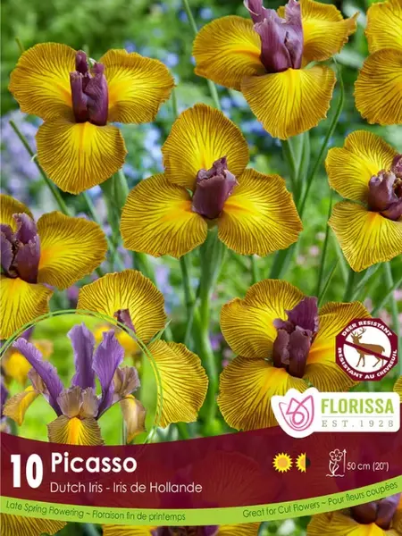 Florissa Iris Dutch Picasso