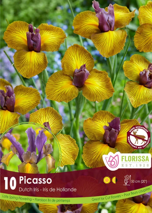 Florissa Iris Dutch Picasso
