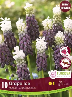 Florissa Muscari Grape Ice