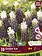 Florissa Muscari Grape Ice