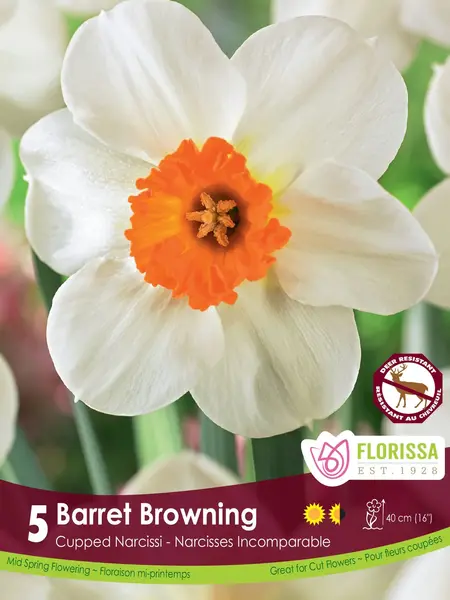 Florissa Narcissus Barret Browning