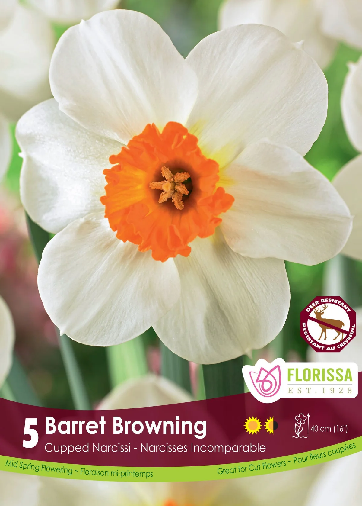 Florissa Narcissus Barret Browning