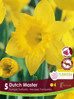 Florissa Narcissus Dutch Master