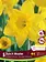 Florissa Narcissus Dutch Master