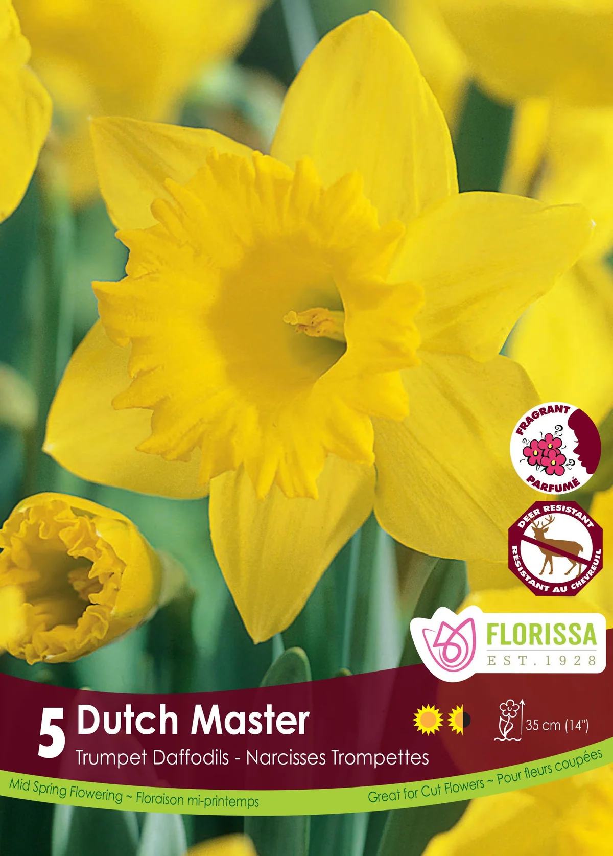 Florissa Narcissus Dutch Master