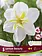 Florissa Narcissus Lemon Beauty