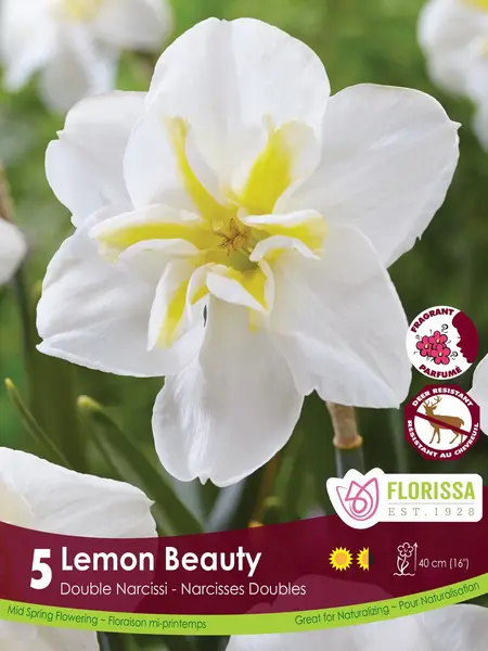 Florissa Narcissus Lemon Beauty