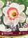 Florissa Narcissus Pink Charm