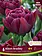 Florissa Tulip Alison Bradley