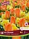Florissa Tulip and Narcissi Sun Shower