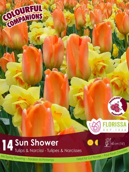 Florissa Tulip and Narcissi Sun Shower