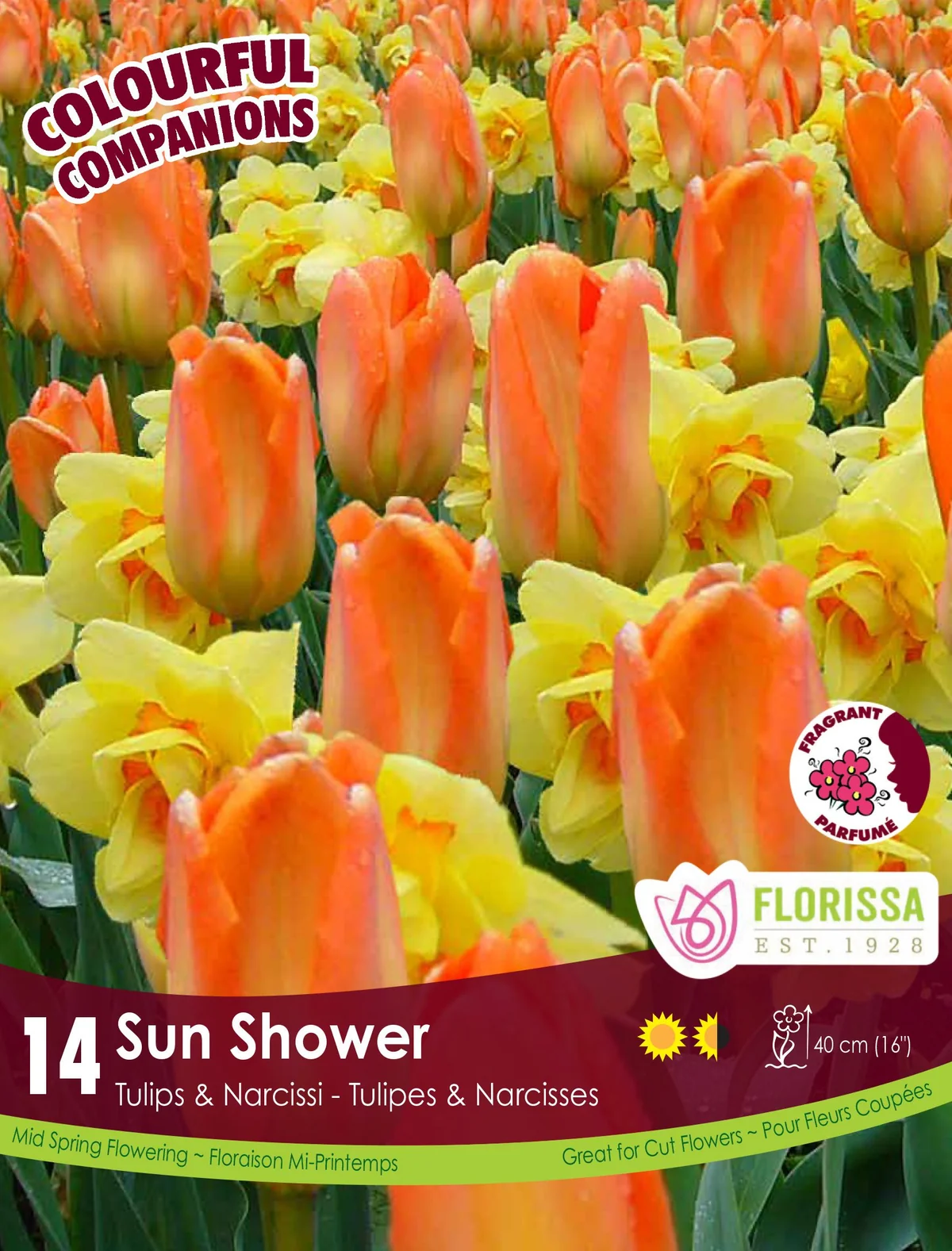 Florissa Tulip and Narcissi Sun Shower
