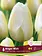 Florissa Tulip Angel Wish