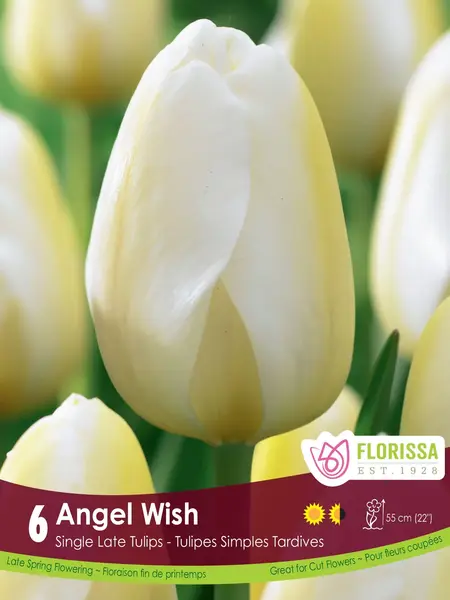Florissa Tulip Angel Wish