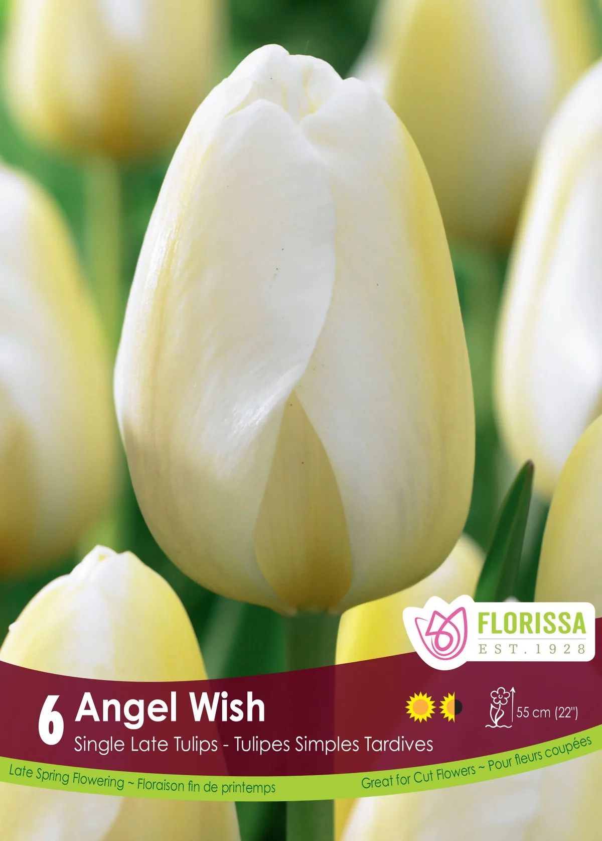 Florissa Tulip Angel Wish