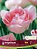 Florissa Tulip Angelique