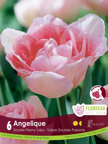 Florissa Tulip Angelique