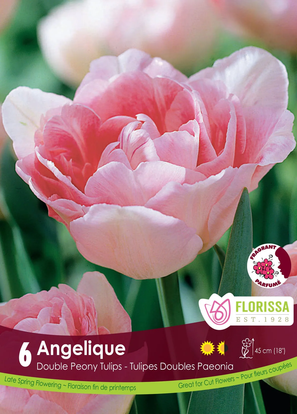 Florissa Tulip Angelique