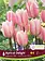 Tulip Apricot Delight