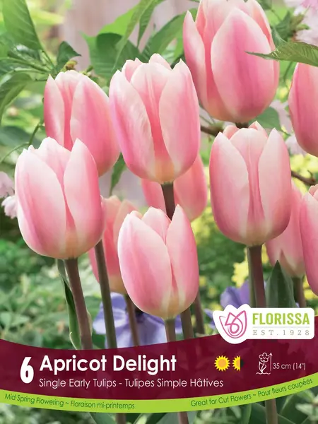 Tulip Apricot Delight