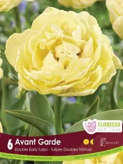 Florissa Tulip Avant Garde