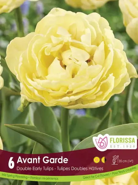 Florissa Tulip Avant Garde