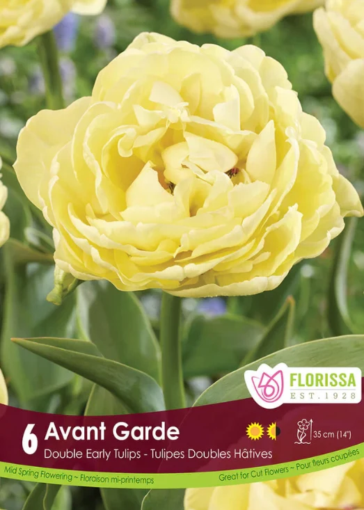 Florissa Tulip Avant Garde