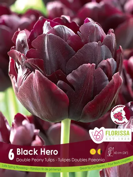 Florissa Tulip Black Hero