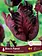 Florissa Tulip Black Parrot