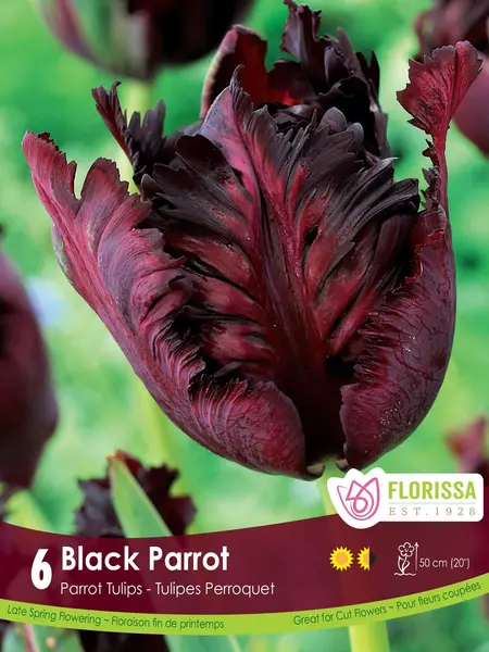 Florissa Tulip Black Parrot