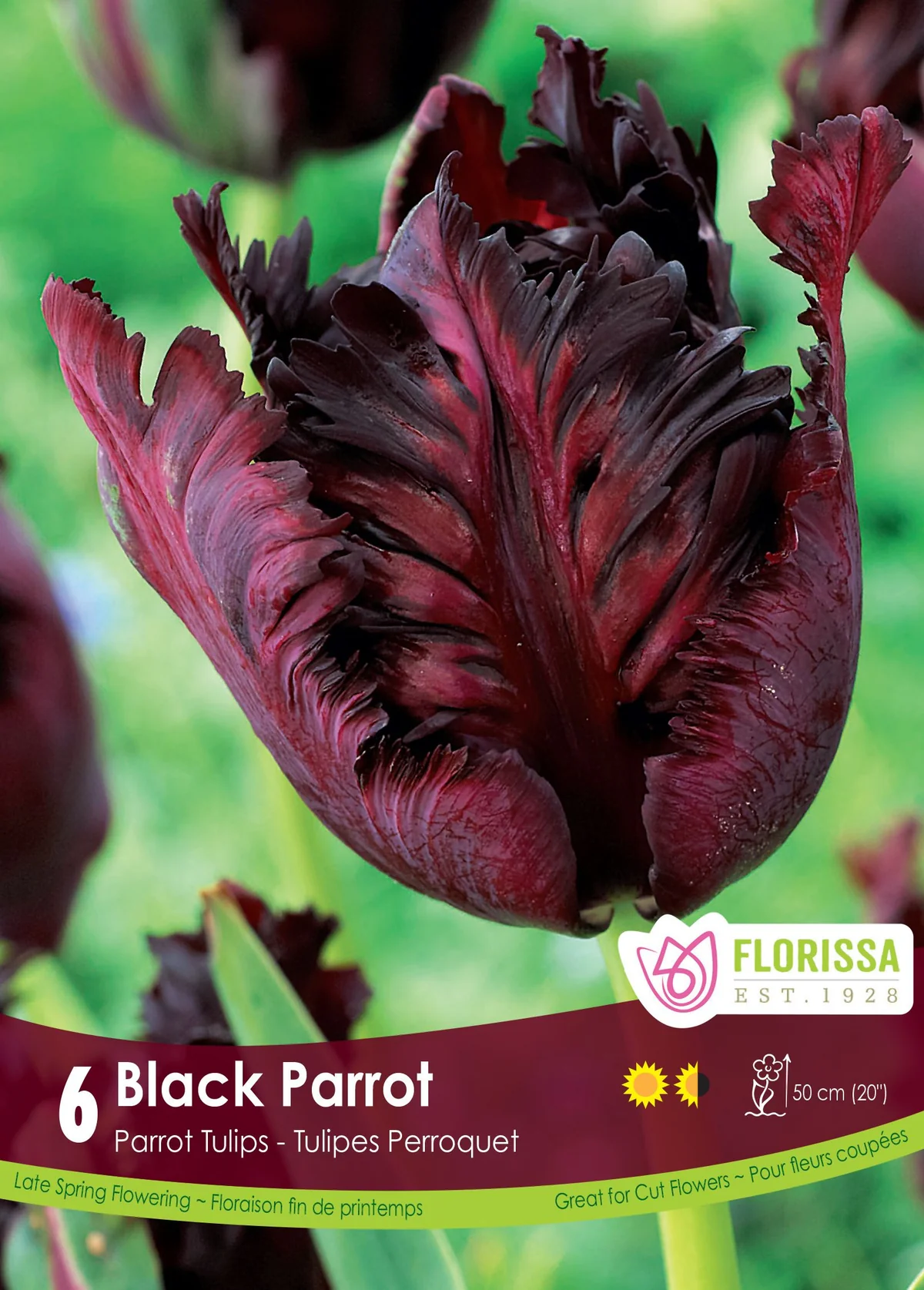 Florissa Tulip Black Parrot
