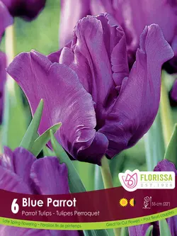 Florissa Tulip Blue Parrot