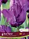 Florissa Tulip Blue Parrot