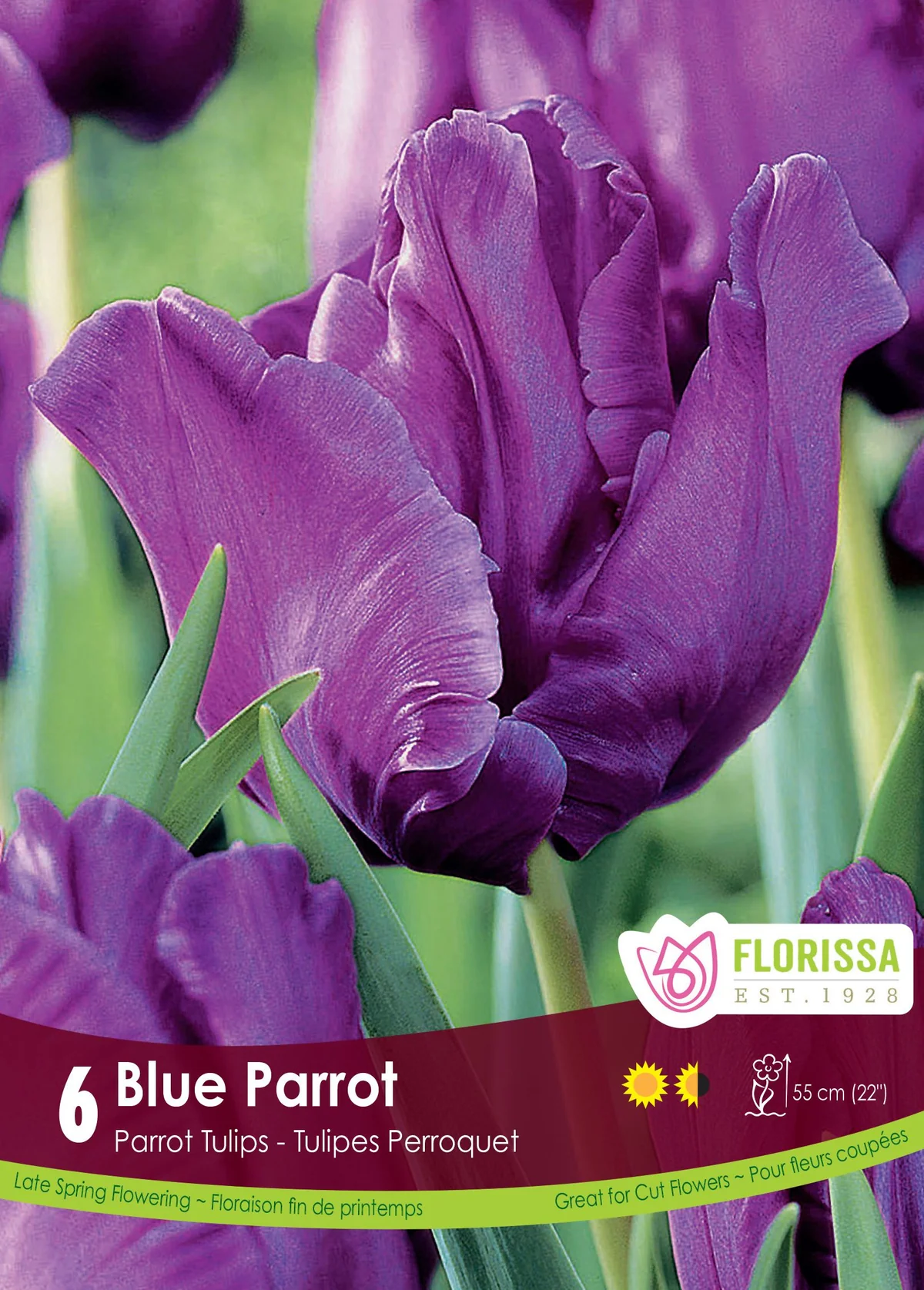 Florissa Tulip Blue Parrot
