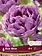 Florissa Tulip Blue Wow