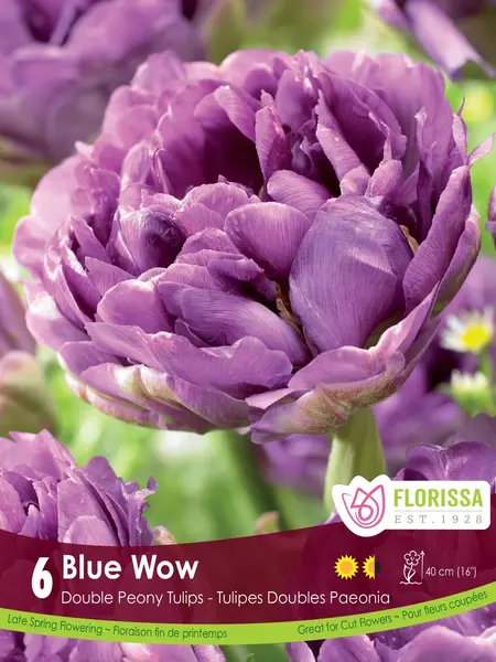 Florissa Tulip Blue Wow