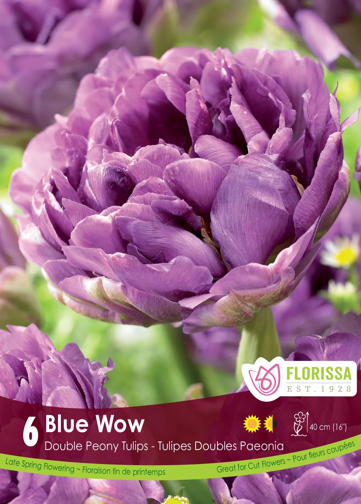 Florissa Tulip Blue Wow