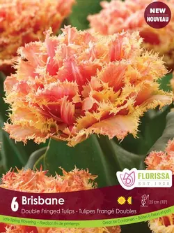 Florissa Tulip Brisbane