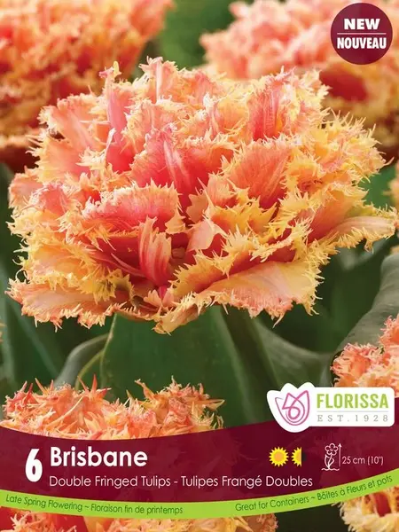 Florissa Tulip Brisbane